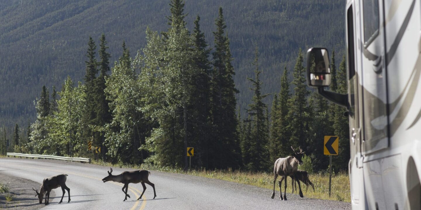 Wildlife in front of RV
