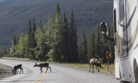 Wildlife in front of RV