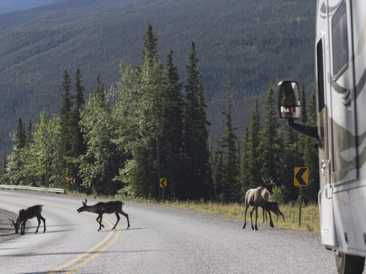 Wildlife in front of RV