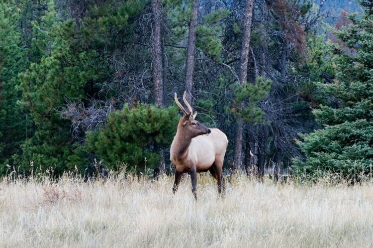 caribou