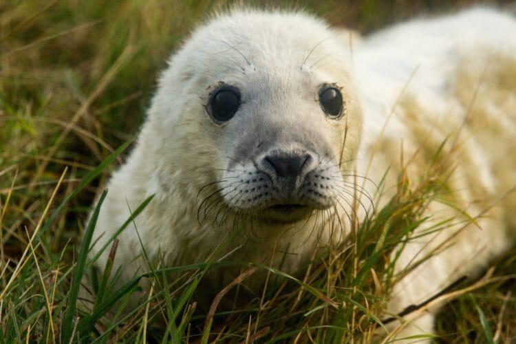 baby seal