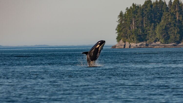 whale watching in vancouver island