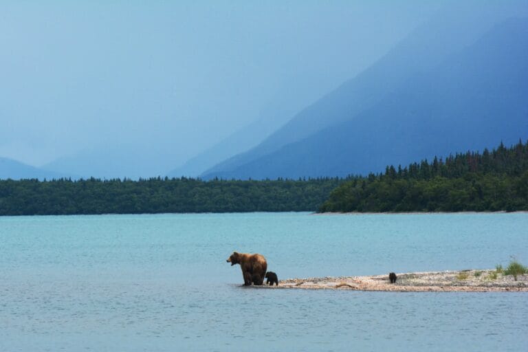 yukon wildlife