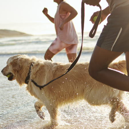 Woman and a man running with their golden retriever on a beach
