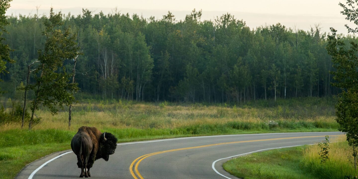 Buffalo crossing the road in northern Alberta, Canada