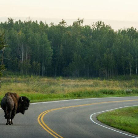 Buffalo crossing the road in northern Alberta, Canada