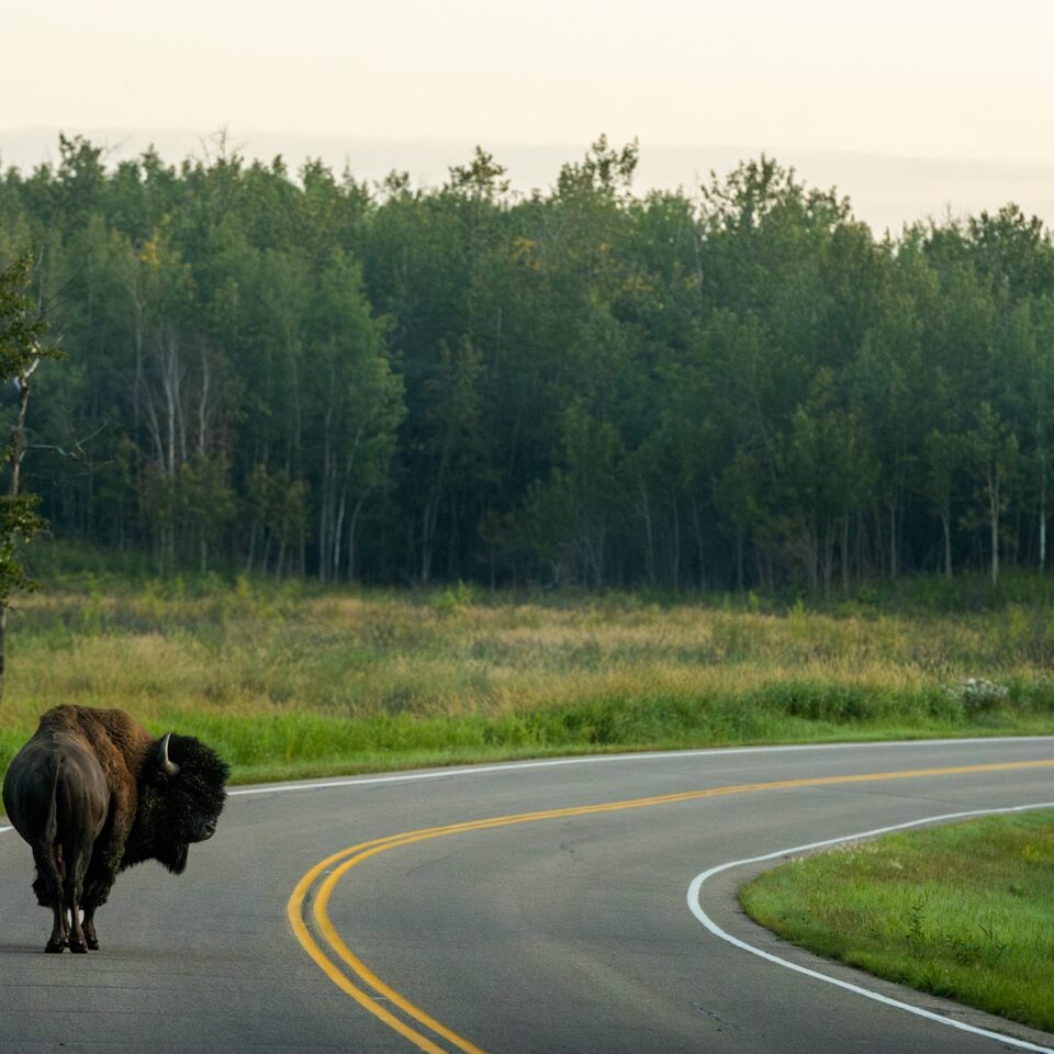 Buffalo crossing the road in northern Alberta, Canada