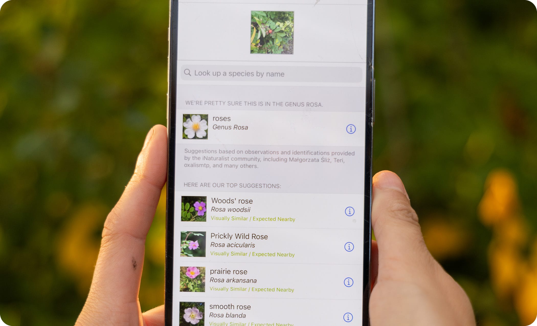 close up image of the iNaturalist app