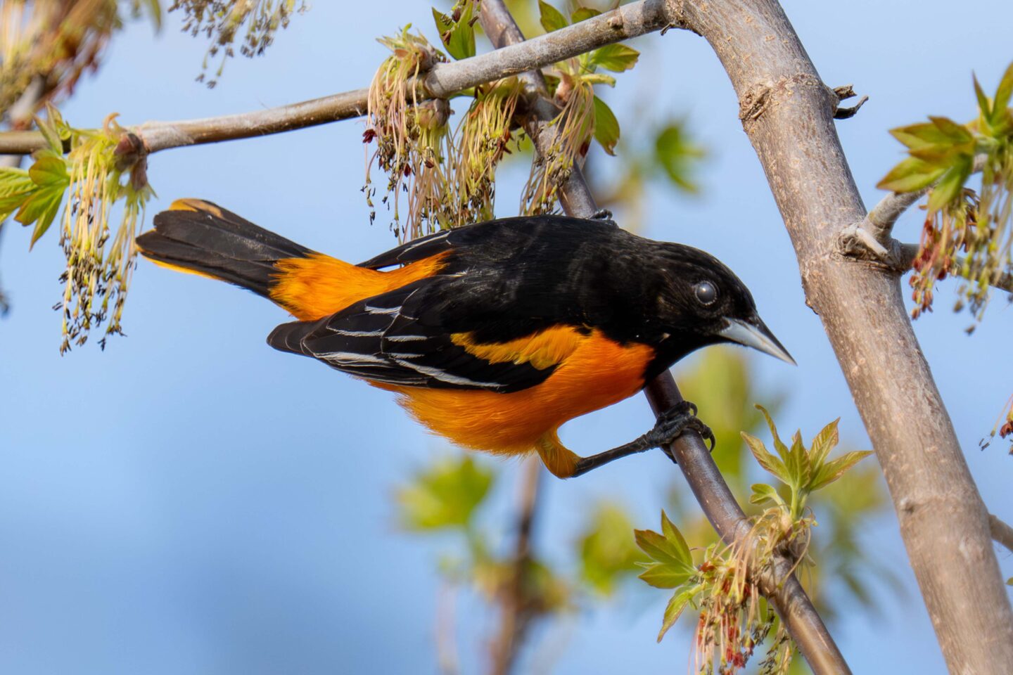 Baltimore Oriole