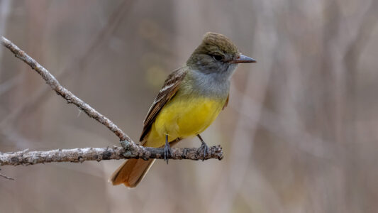 Great Crested Flycatcher at
